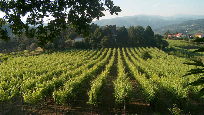 Vinho Verde - der leichte Portugieser