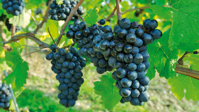 Wine of the season
